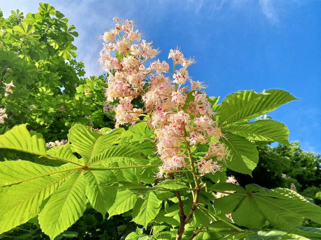 Каштан - Сапсан 