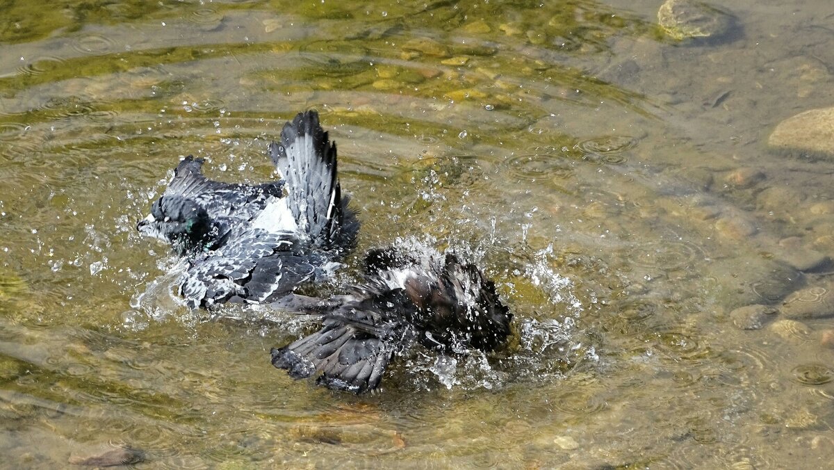 Купание галок в городском водоёме. - Милешкин Владимир Алексеевич Купание галок в городском водоёме. - Милешкин Владимир Алексеевич