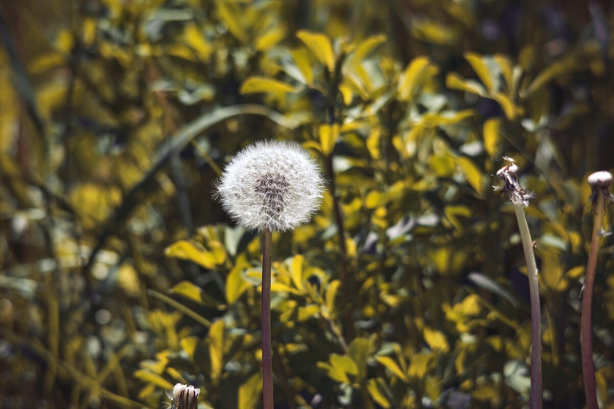 *** - Виктор Иванович Чернюк *** - Виктор Иванович Чернюк