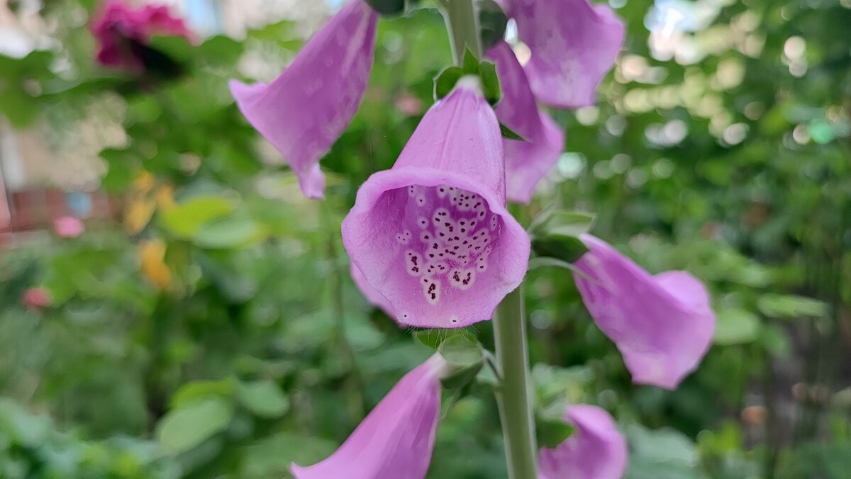 ,,, - Сергей Тимоновский