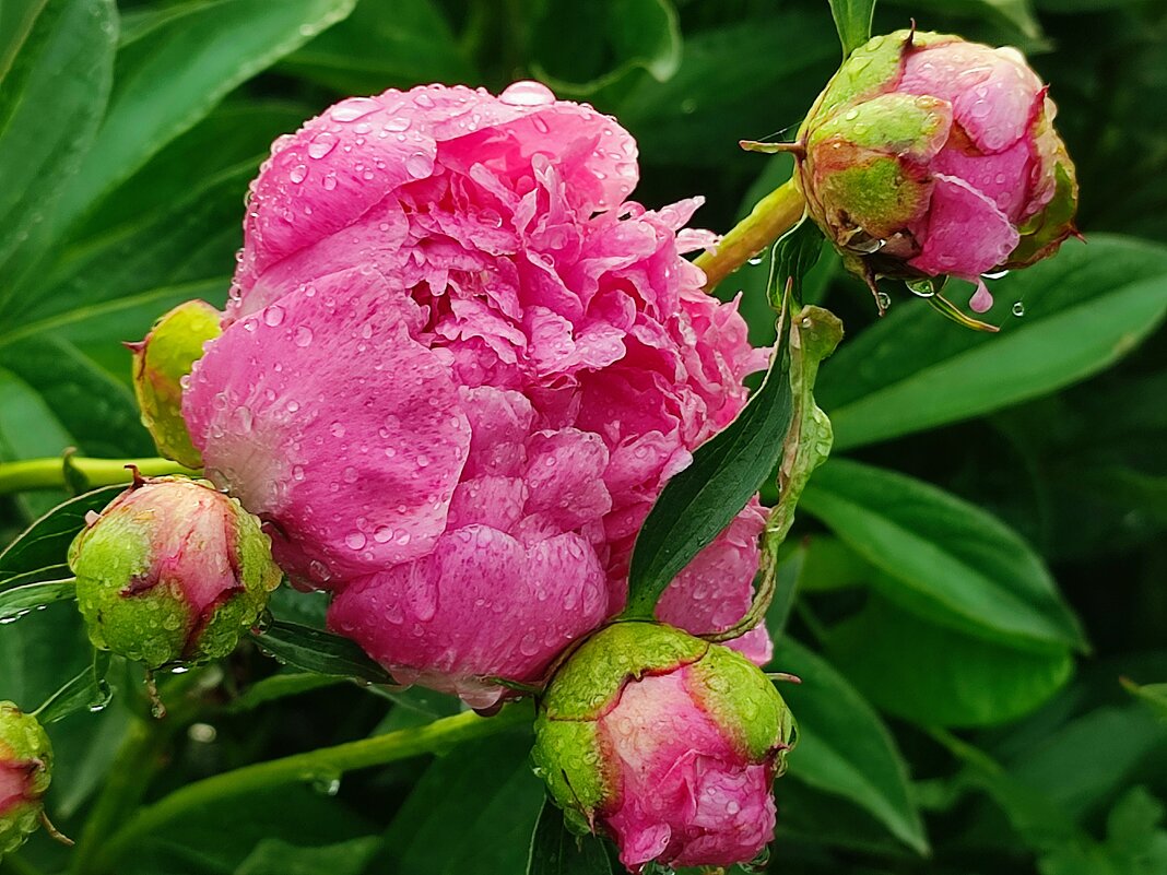 Пионы после дождя - Валентина Богатко 