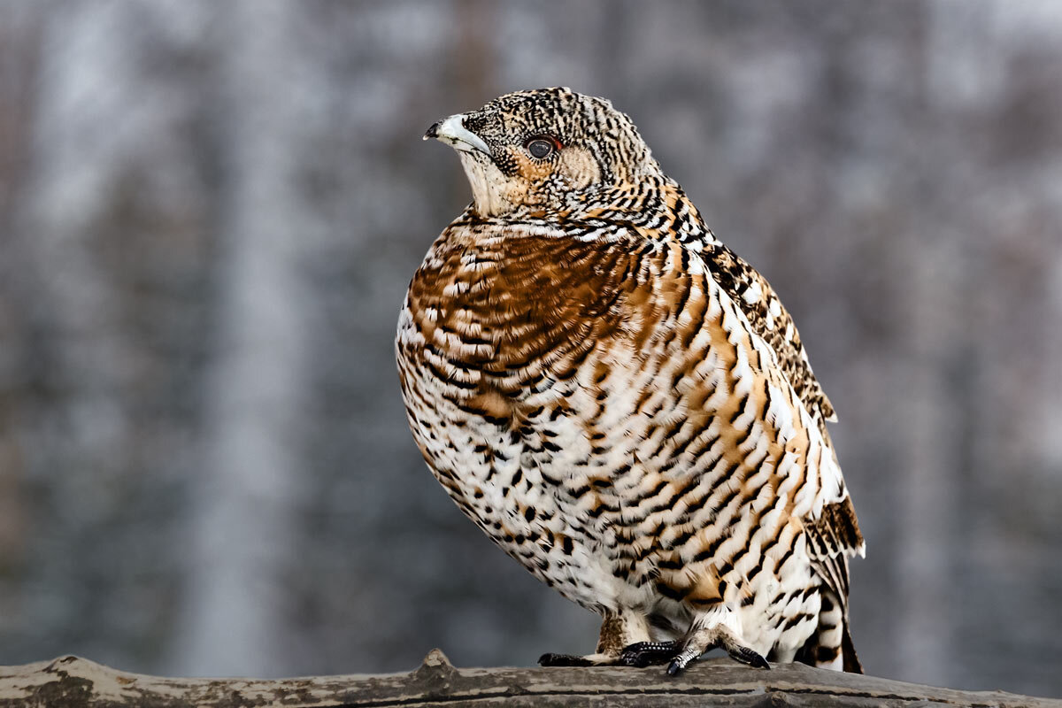 Глухарка - SanSan 
