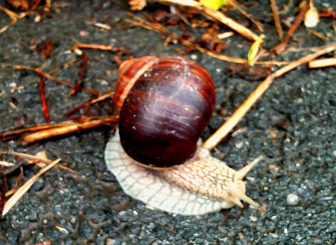 Улитка - Сергей Уткин