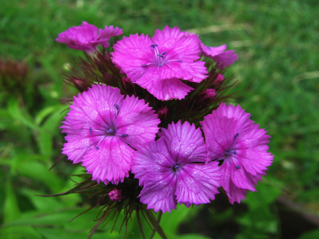 Нежная гвоздика - Людмила Смородинская Нежная гвоздика - Людмила Смородинская