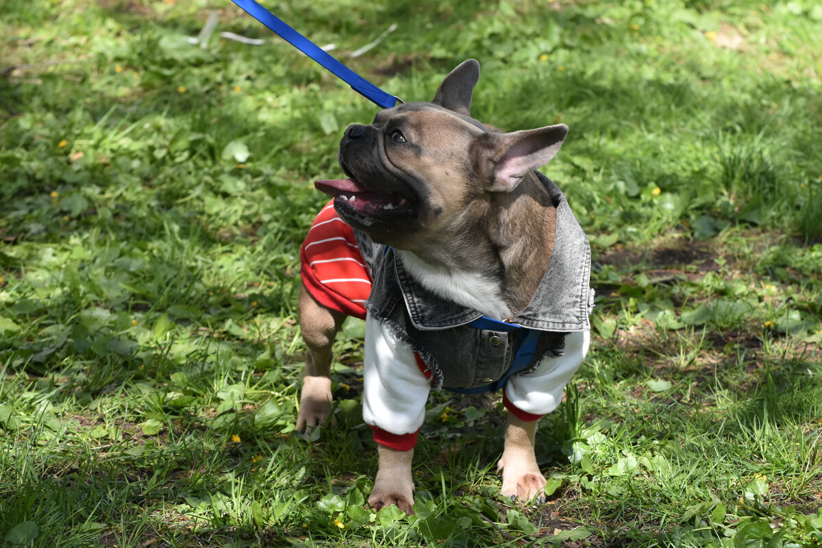 Москва. Парад французских бульдогов в усадьбе «Воронцово». - Наташа *****
