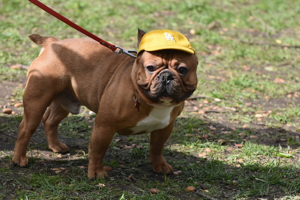 Москва. Парад французских бульдогов в усадьбе «Воронцово». - Наташа *****