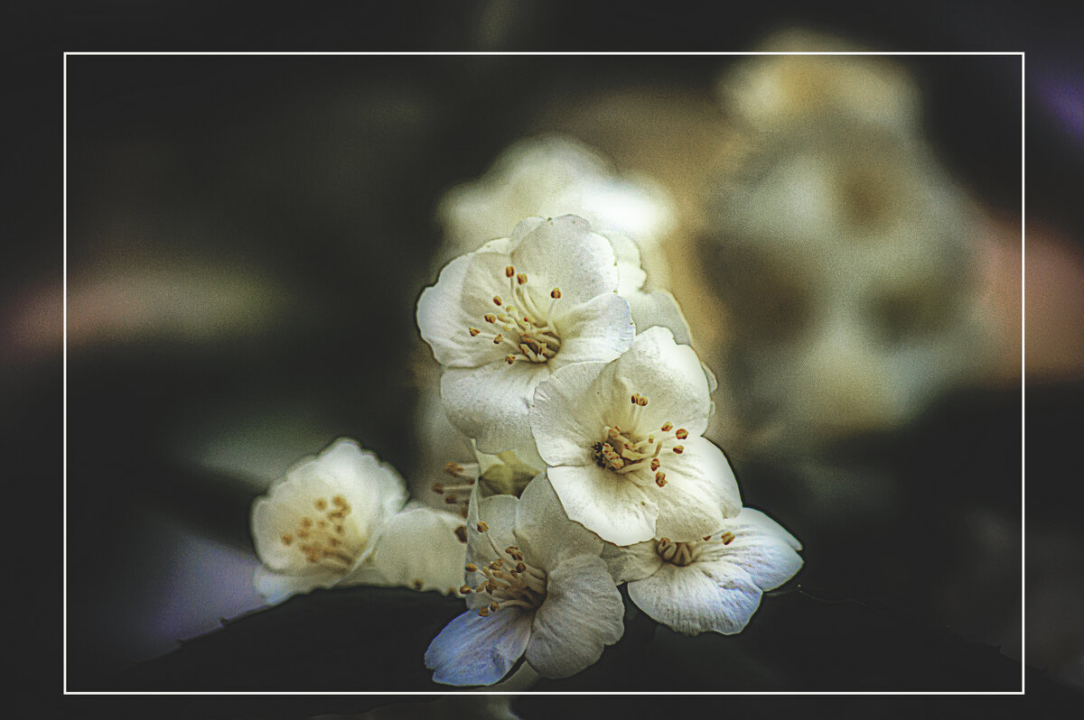 Жасмин цветёт - Владимир Кроливец
