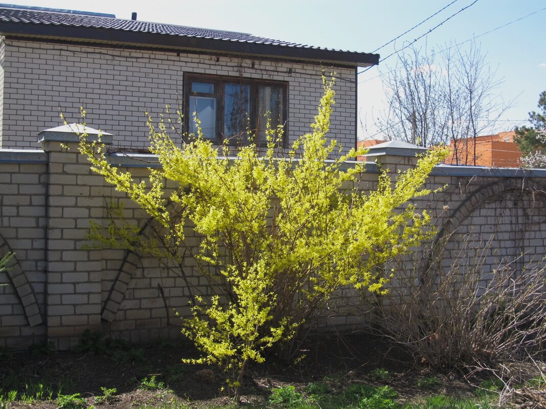 форзиция - Елена Шаламова