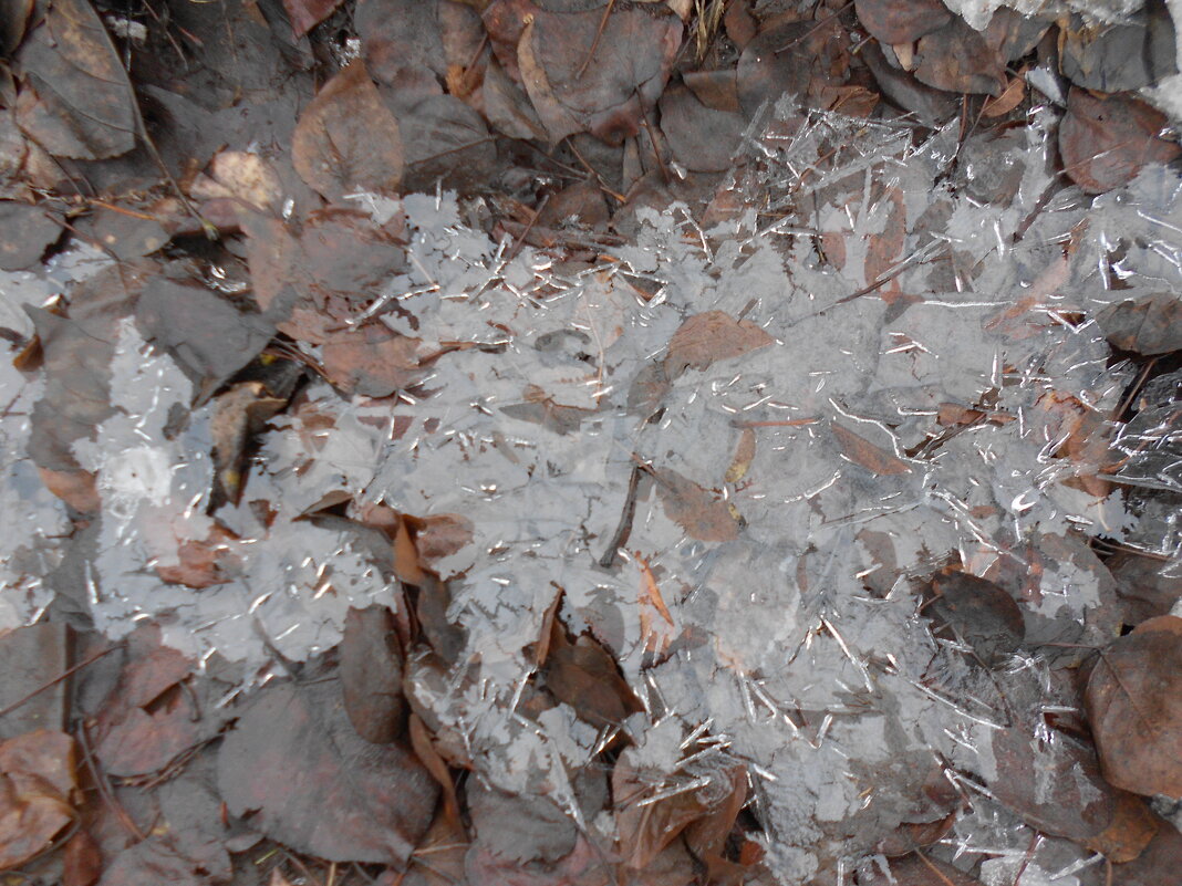 ноябрь - Елена Шаламова