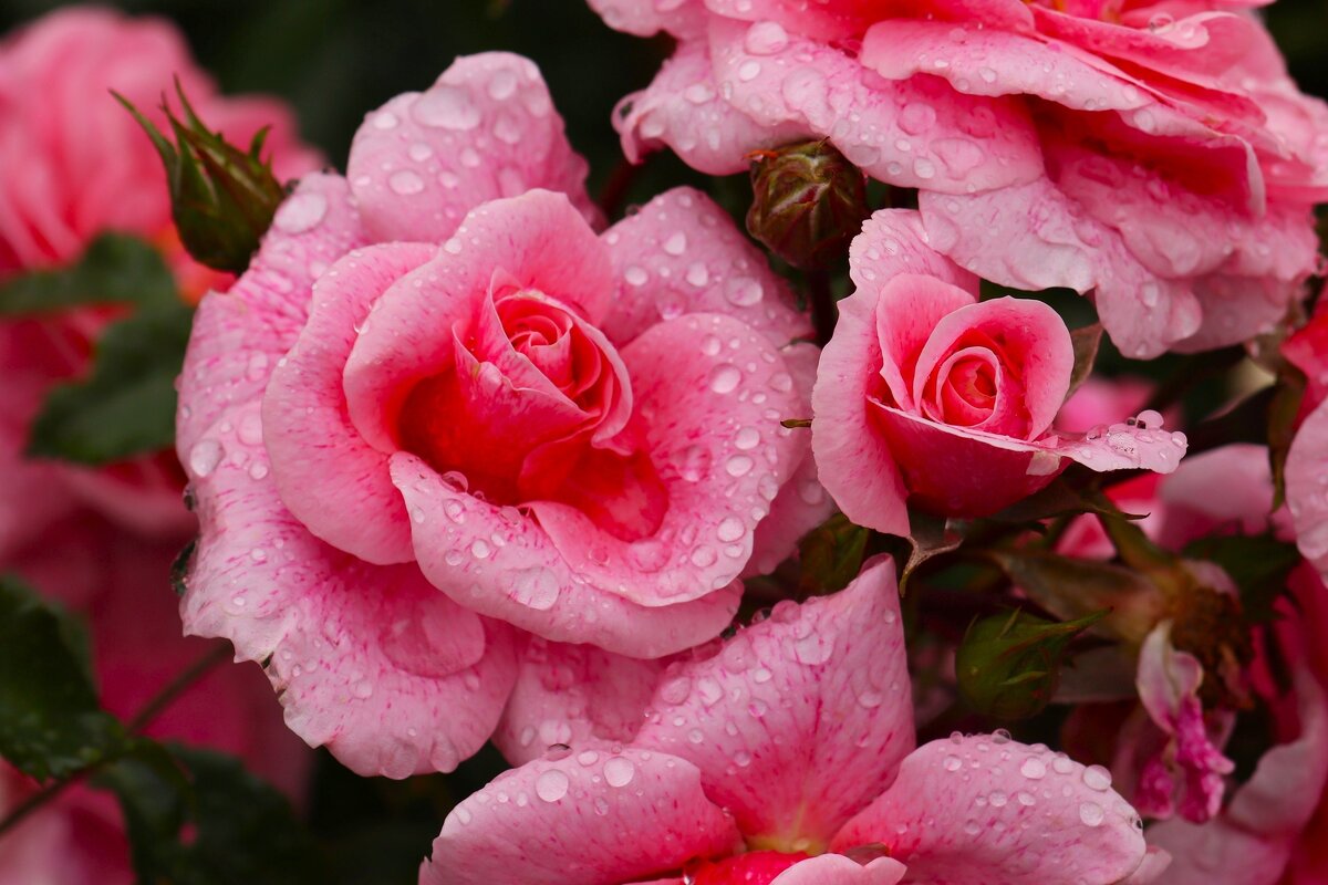 Розовое утро - Юрий. Шмаков