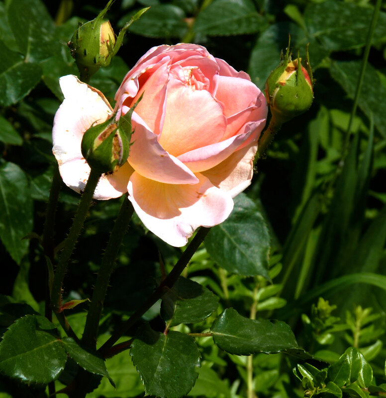 Нежно розовый  бутон - Валентин Семчишин