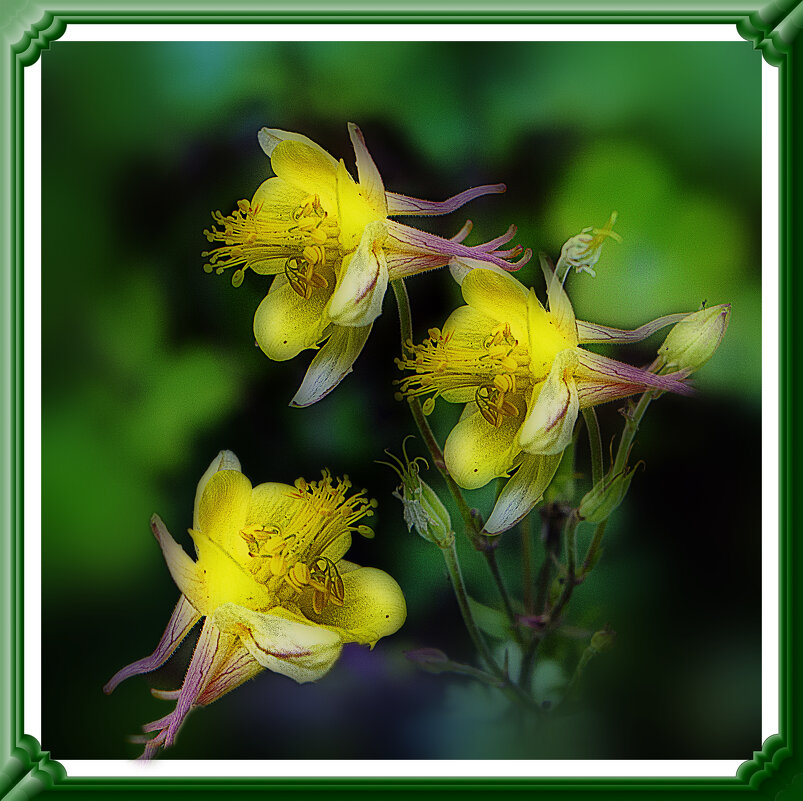 Цветочная зарисовка - Владимир Кроливец Цветочная зарисовка - Владимир Кроливец