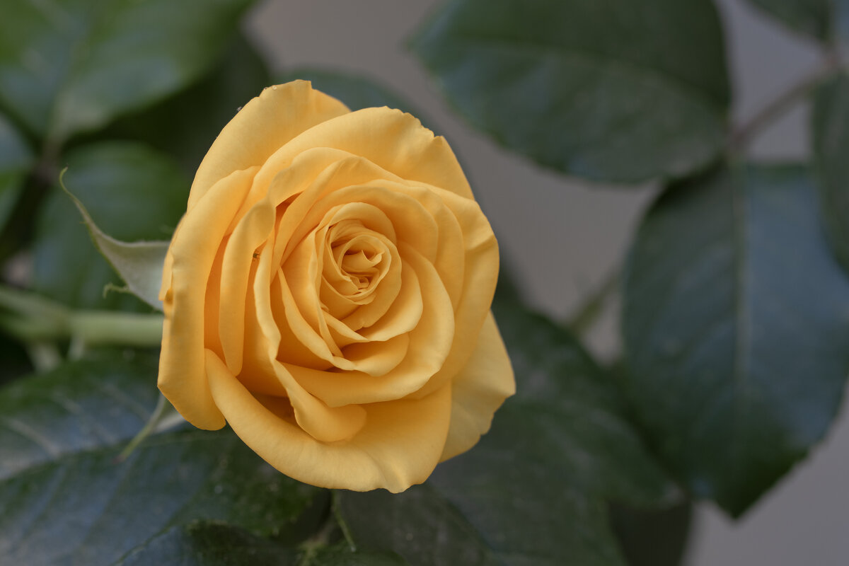 В саду безлюдье, Розе - одиноко... - Валерий Басыров