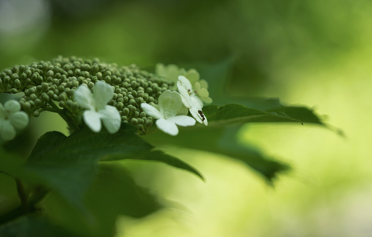 Путешественник муравьишко - Эдуард Куклин Путешественник муравьишко - Эдуард Куклин