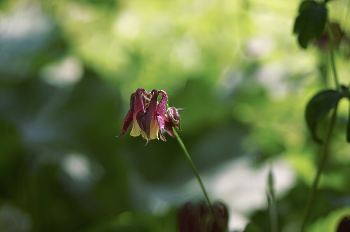 Водосбор обыкновенный - Эдуард Куклин Водосбор обыкновенный - Эдуард Куклин