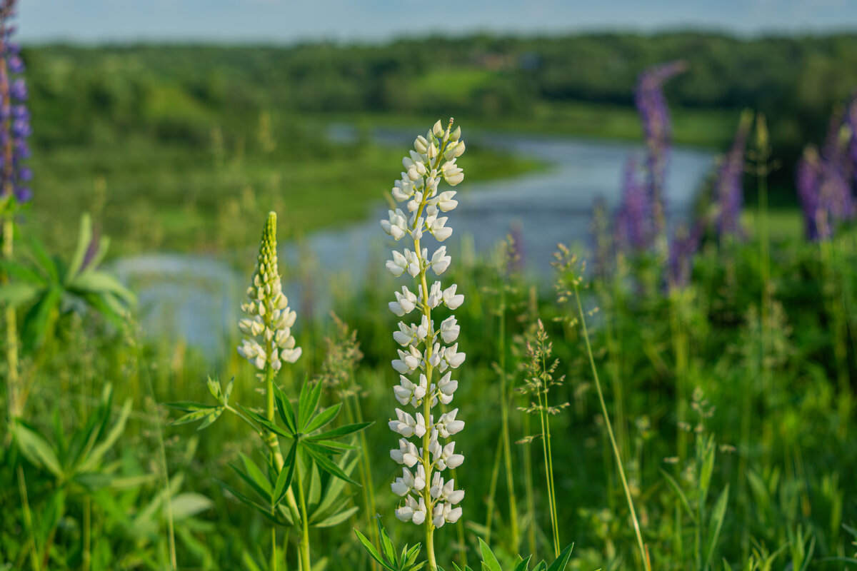 Цветение Люпинов - Александр Филатов