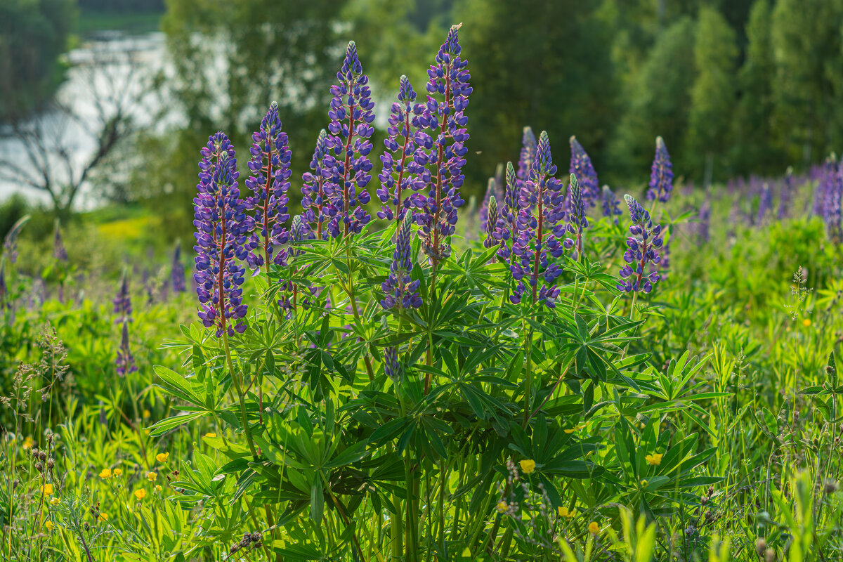 Цветение Люпинов - Александр Филатов Цветение Люпинов - Александр Филатов
