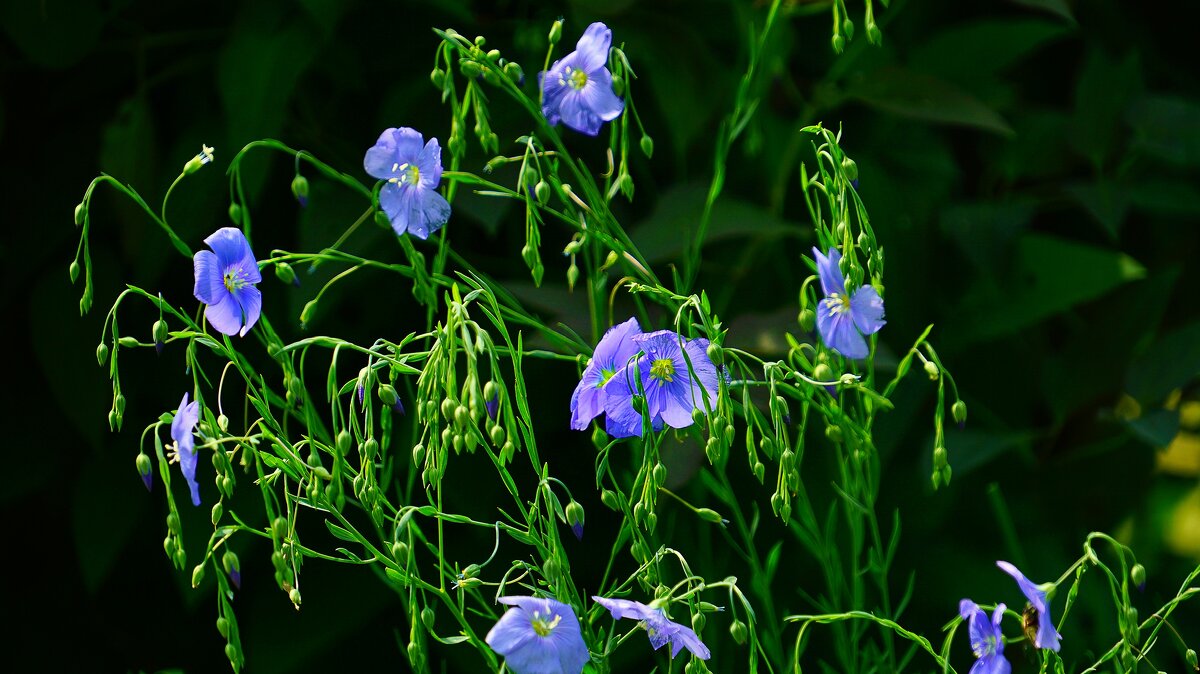 Лен - Наталья Лакомова Лен - Наталья Лакомова