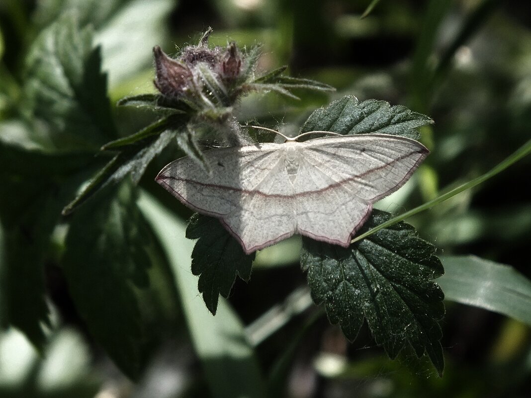 ** - Зоя Мишина