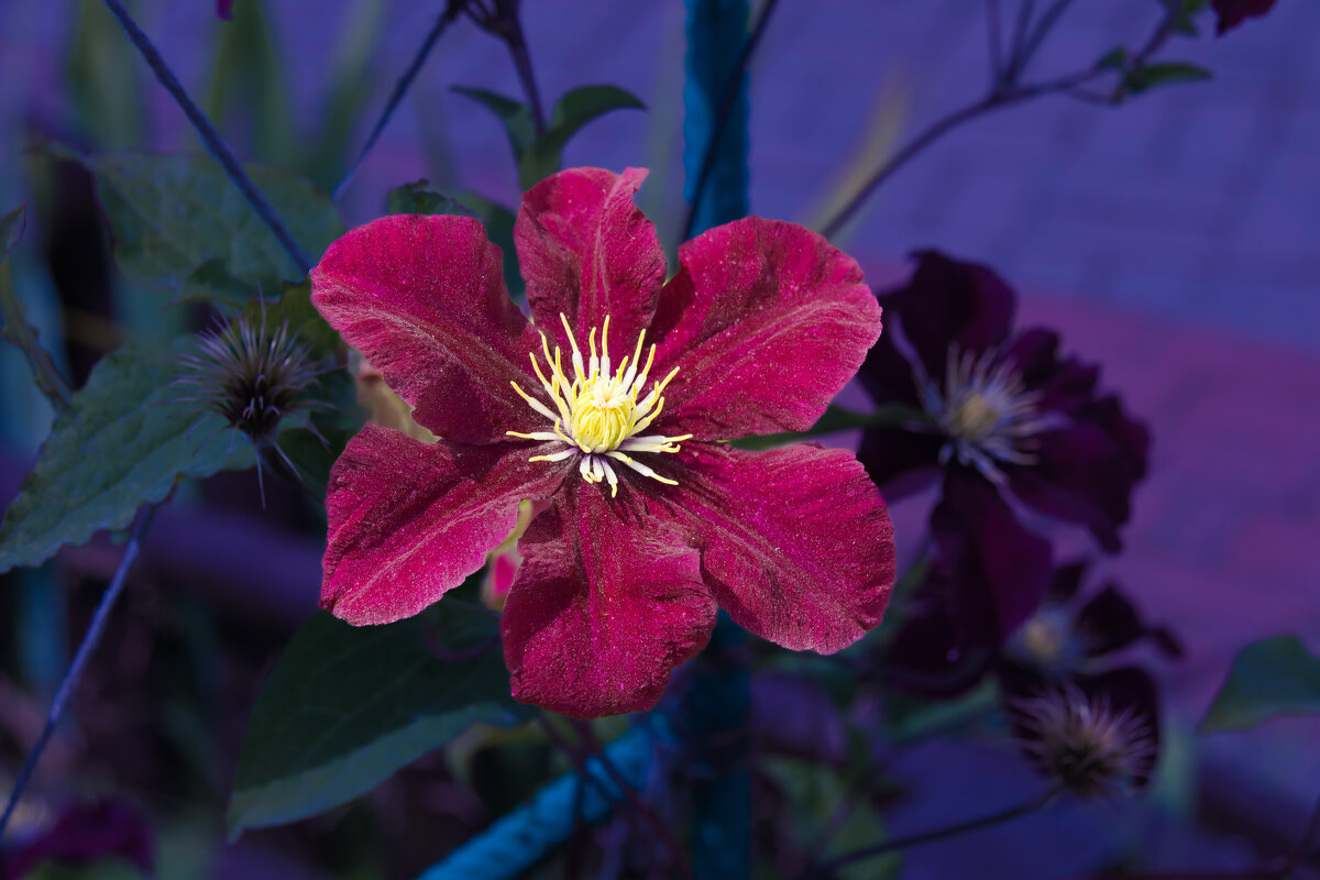 Клематис - Евгений 