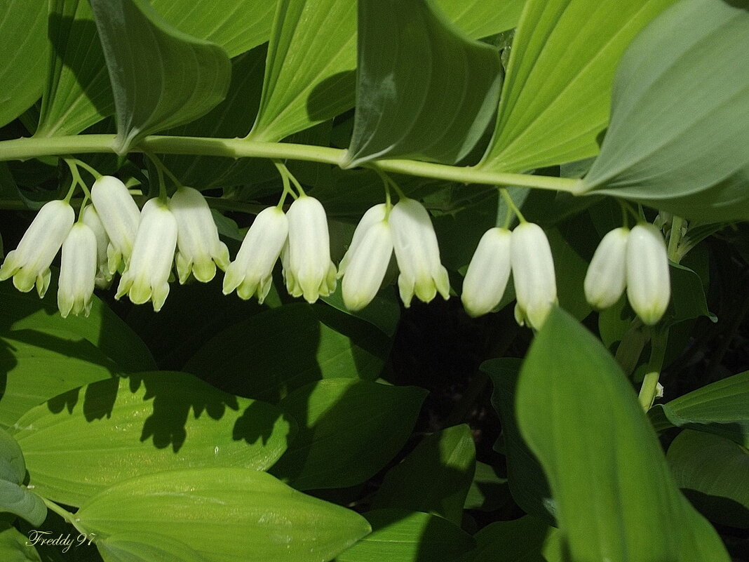 Купена - Freddy 97 Купена - Freddy 97