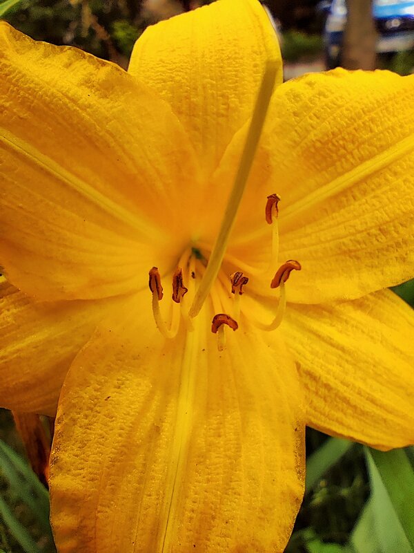 Лилейник - Алексей Архипов