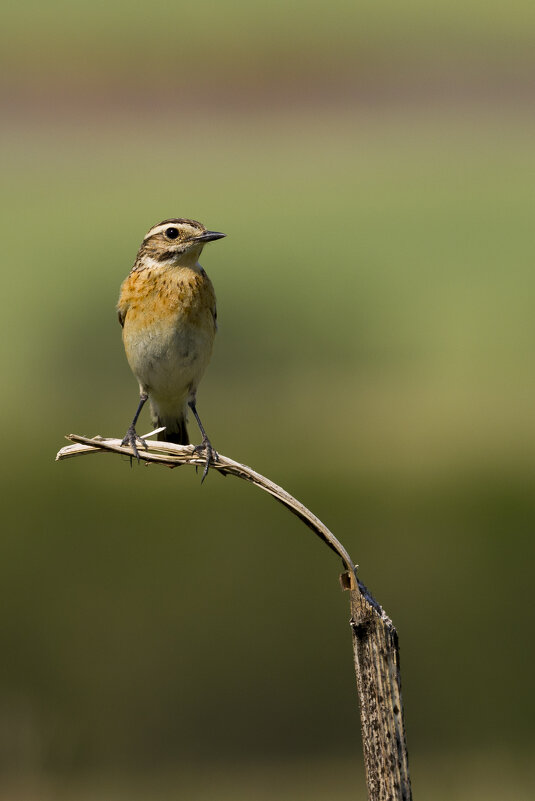 Луговой чекан - Валерий Черняк