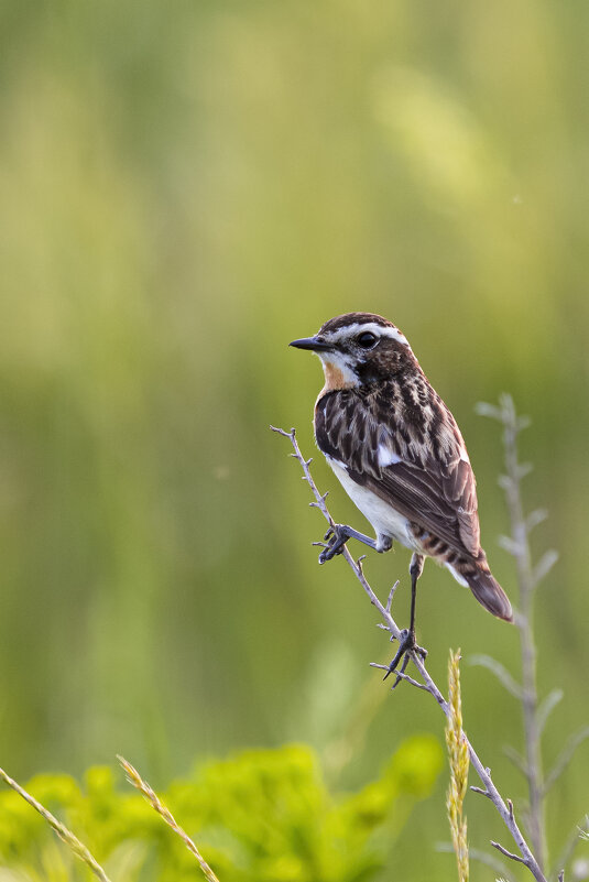 Луговой чекан - Валерий Черняк