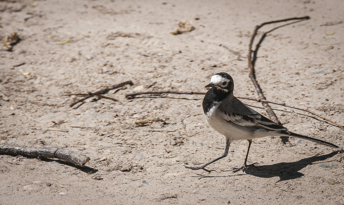 Фотографии трясогузки: изящество и элегантность этой птицы. - Вадим Басов