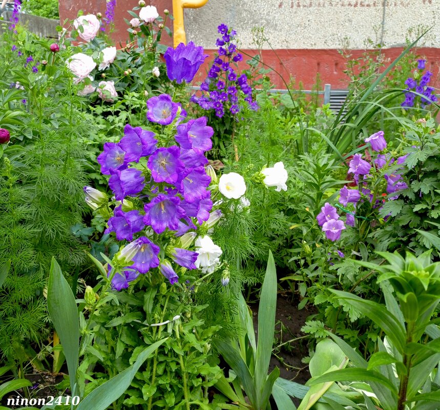 Ростовские цветники - Нина Бутко