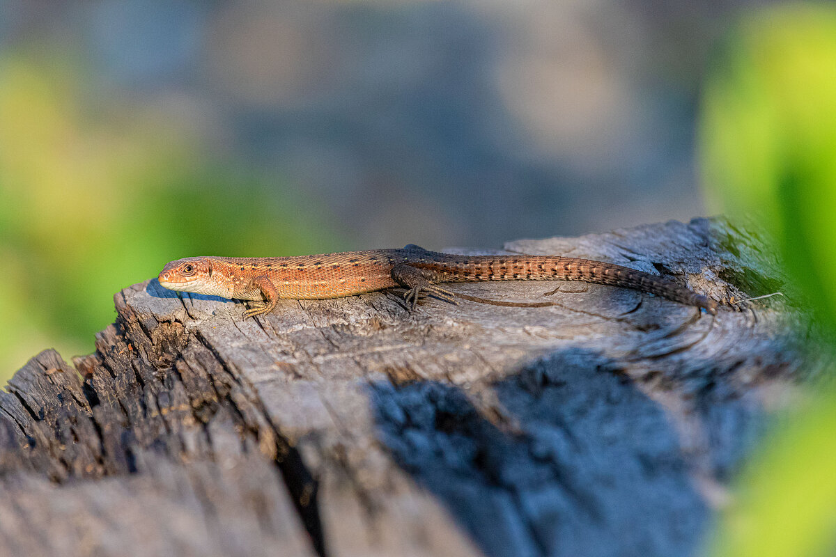 Я, на солнышке лежу-у... - Евгений Голубев