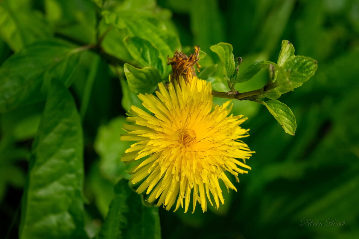 Время одуванчика... - Николай Гирш
