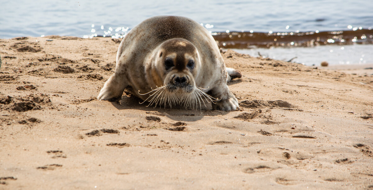 Морской заяц - Марина Никулина Морской заяц - Марина Никулина