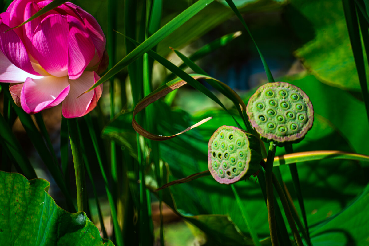 Красота лотоса - Александр Леонов