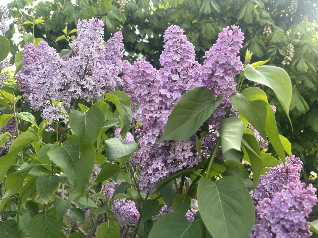 Дурманит сирень ароматом... - Наталия Павлова Дурманит сирень ароматом... - Наталия Павлова