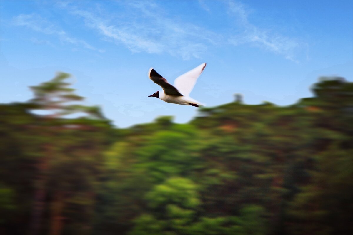 Свобода - Тамара Вебер