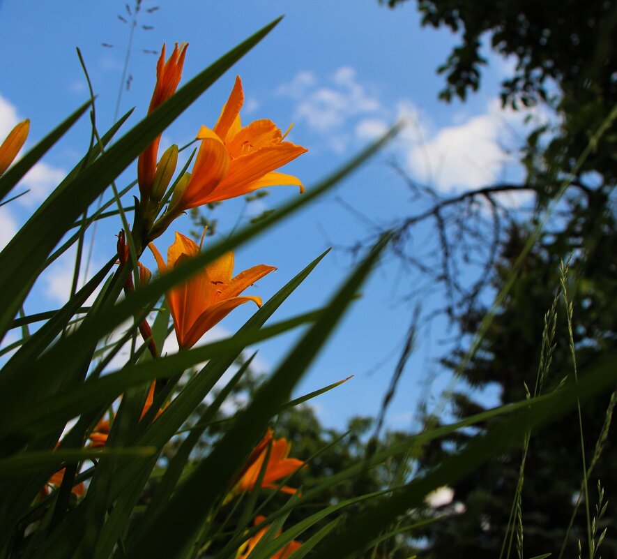 Тишина,покой,лето! - Тамара Вебер