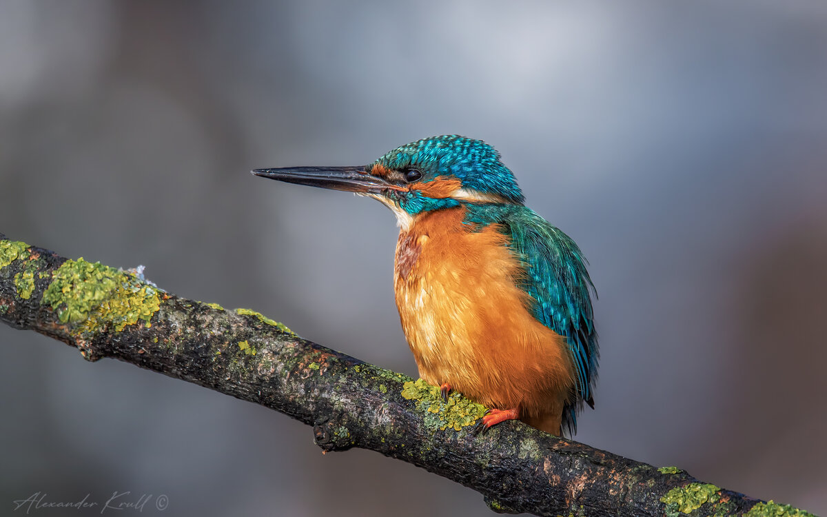 На утренней охоте - Александр К.
