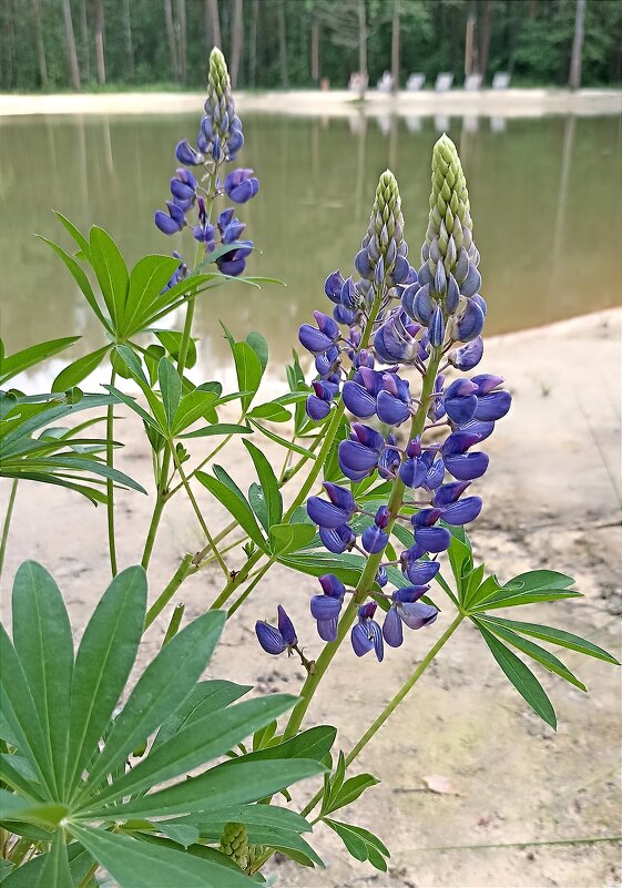 Люпины у воды - Татьяна Тюменка Люпины у воды - Татьяна Тюменка