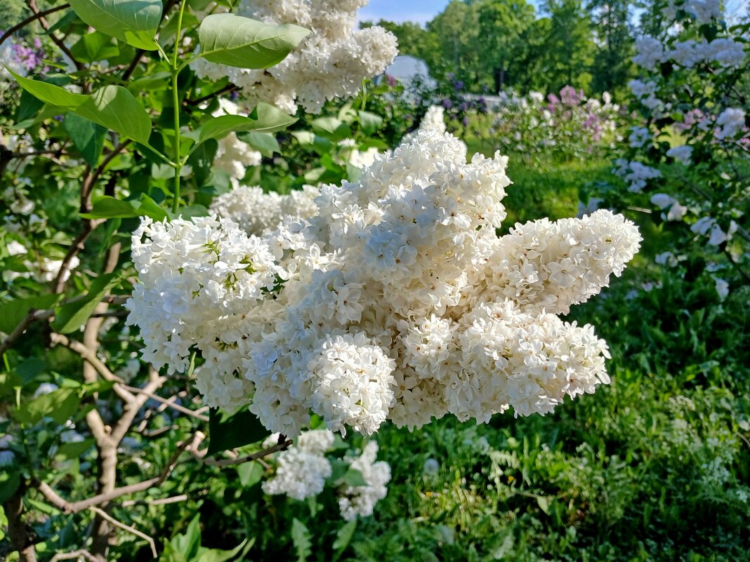 Белая сирень. - Лия ☼