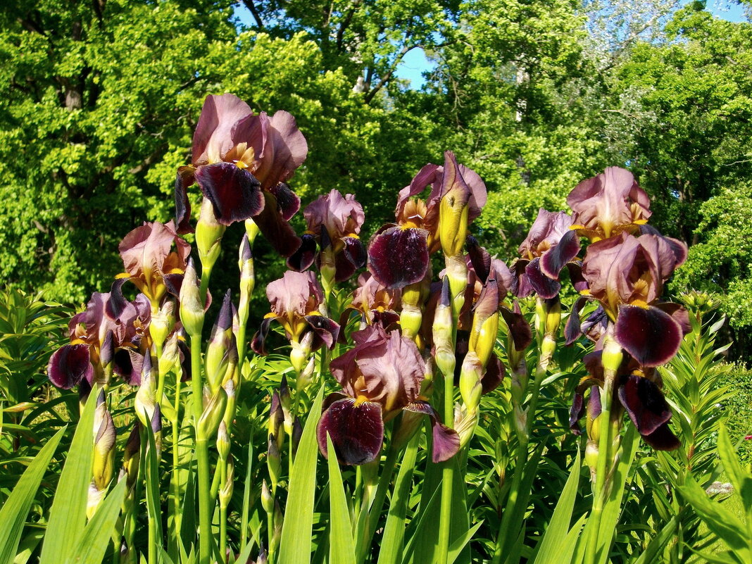 Шоколадные. - Лия ☼ Шоколадные. - Лия ☼