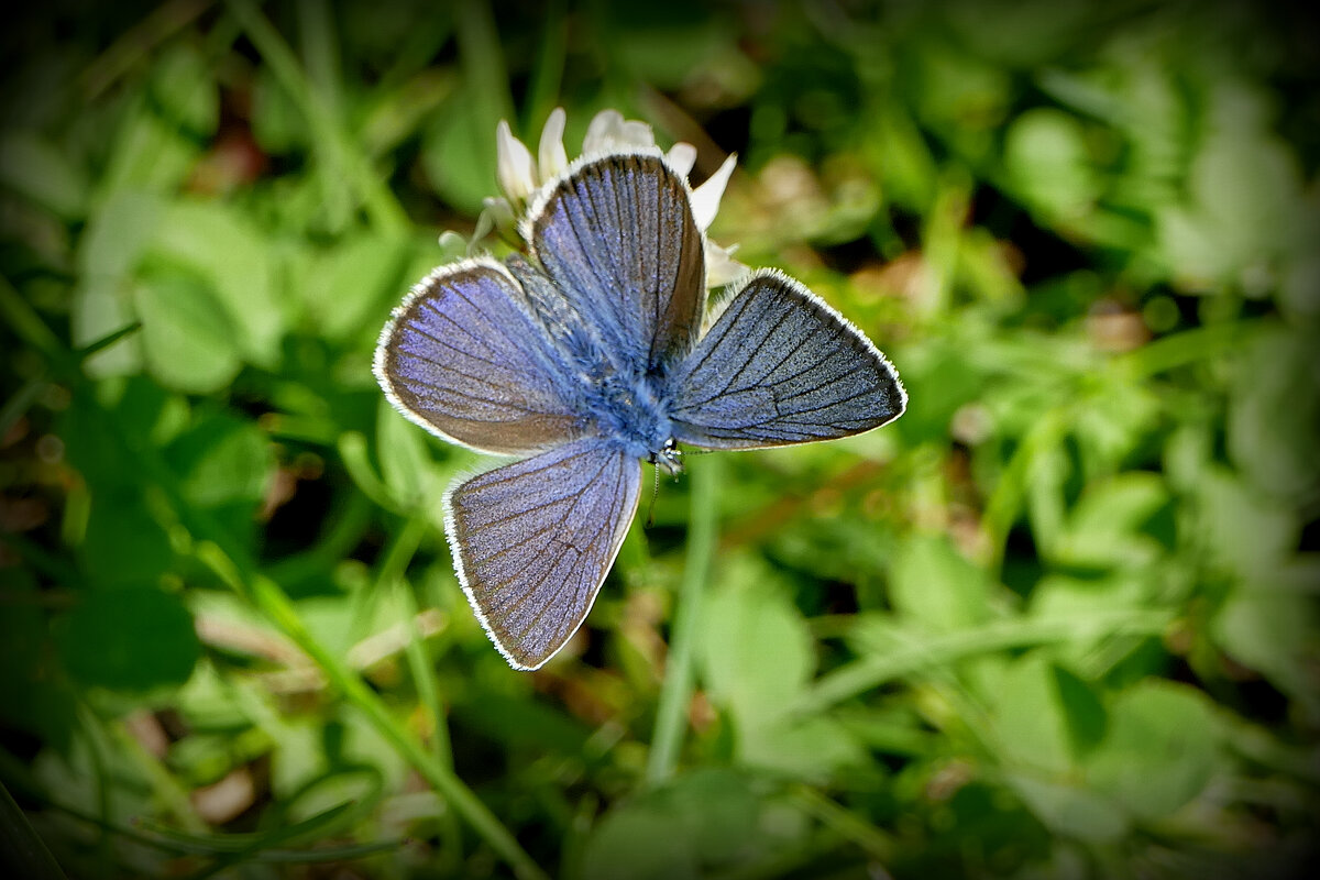 опять про бабочек  4 - Александр Прокудин
