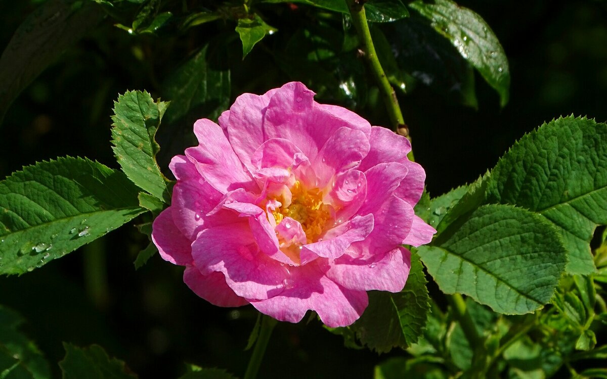 Лето и цветы. - Милешкин Владимир Алексеевич Лето и цветы. - Милешкин Владимир Алексеевич