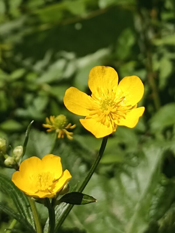 Солнечные ребята - Pippa 