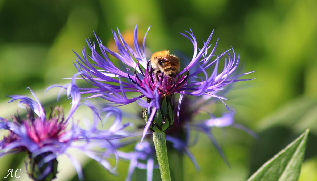 Василек - Любовь Сахарова