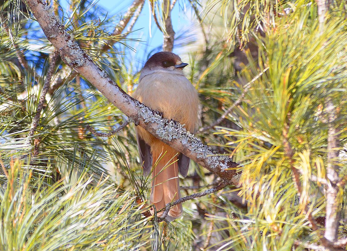 Лесная красотка - Михаил Белоусов Лесная красотка - Михаил Белоусов