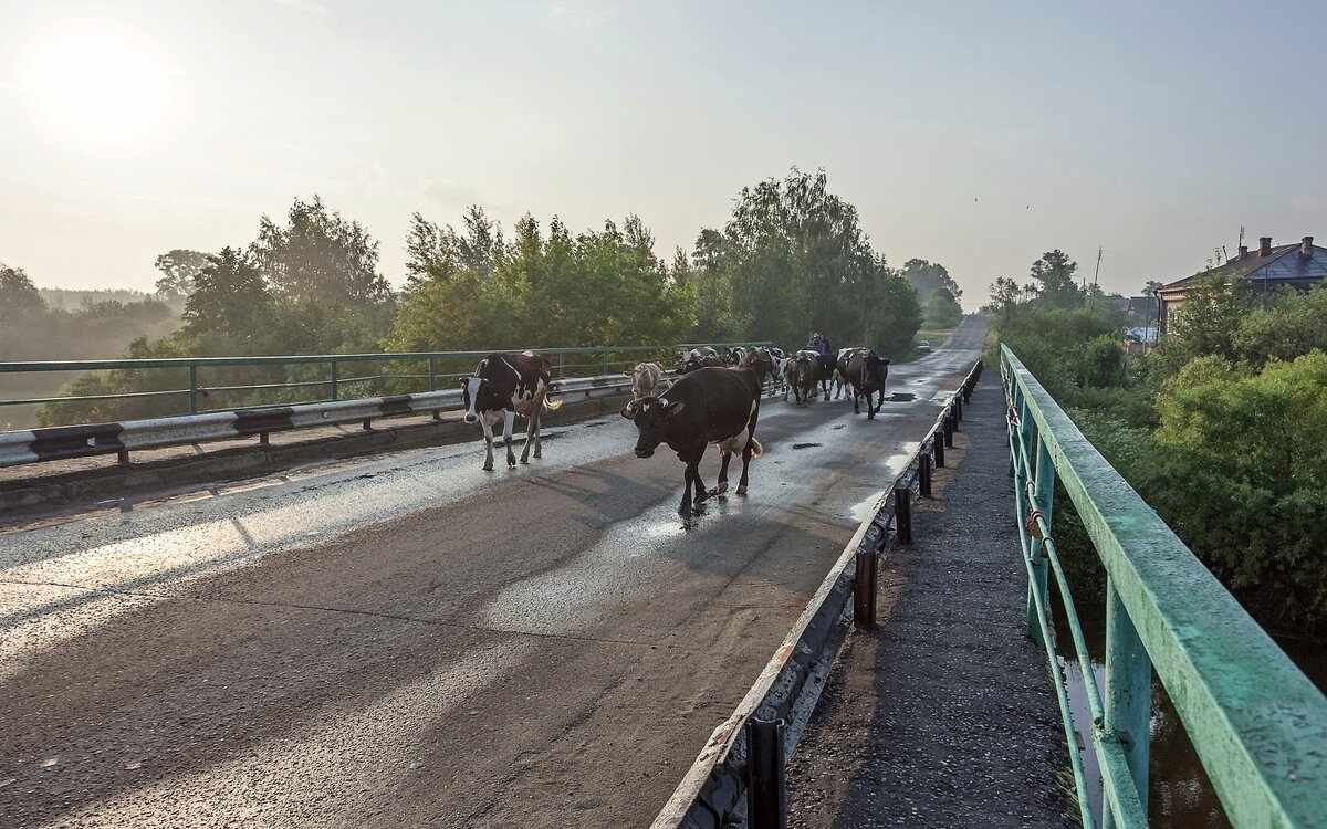С утра на пастбище - Валерий Иванович
