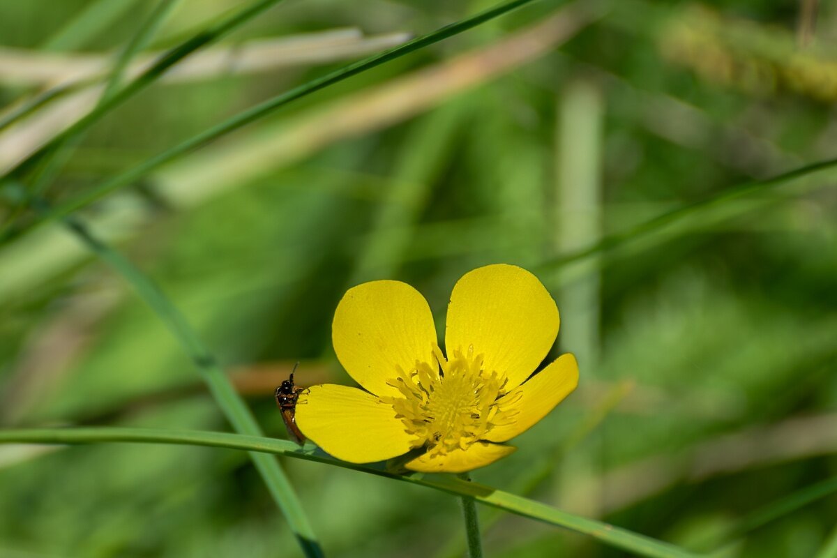 Лютик - Игорь Сикорский
