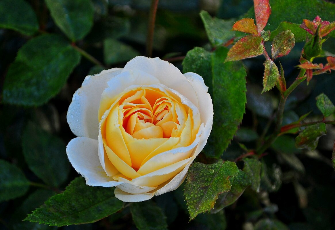 Роза - Vladimir Lisunov