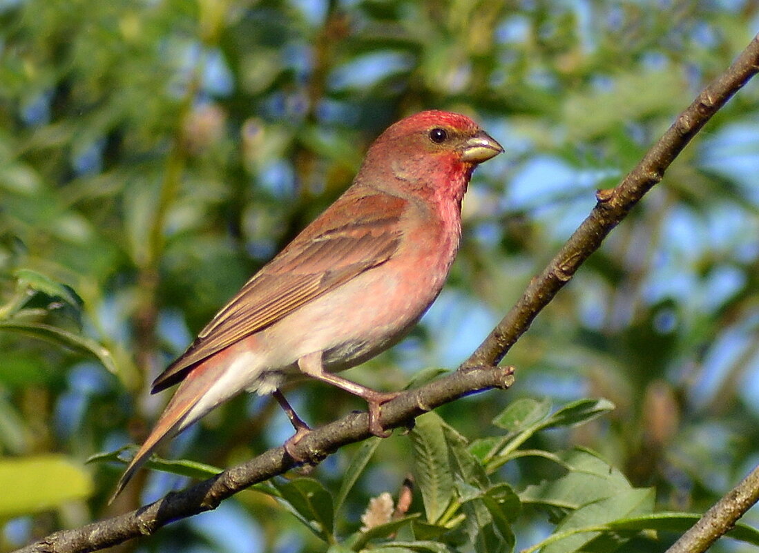 Чечевица (самец) - Владислав Иопек Чечевица (самец) - Владислав Иопек